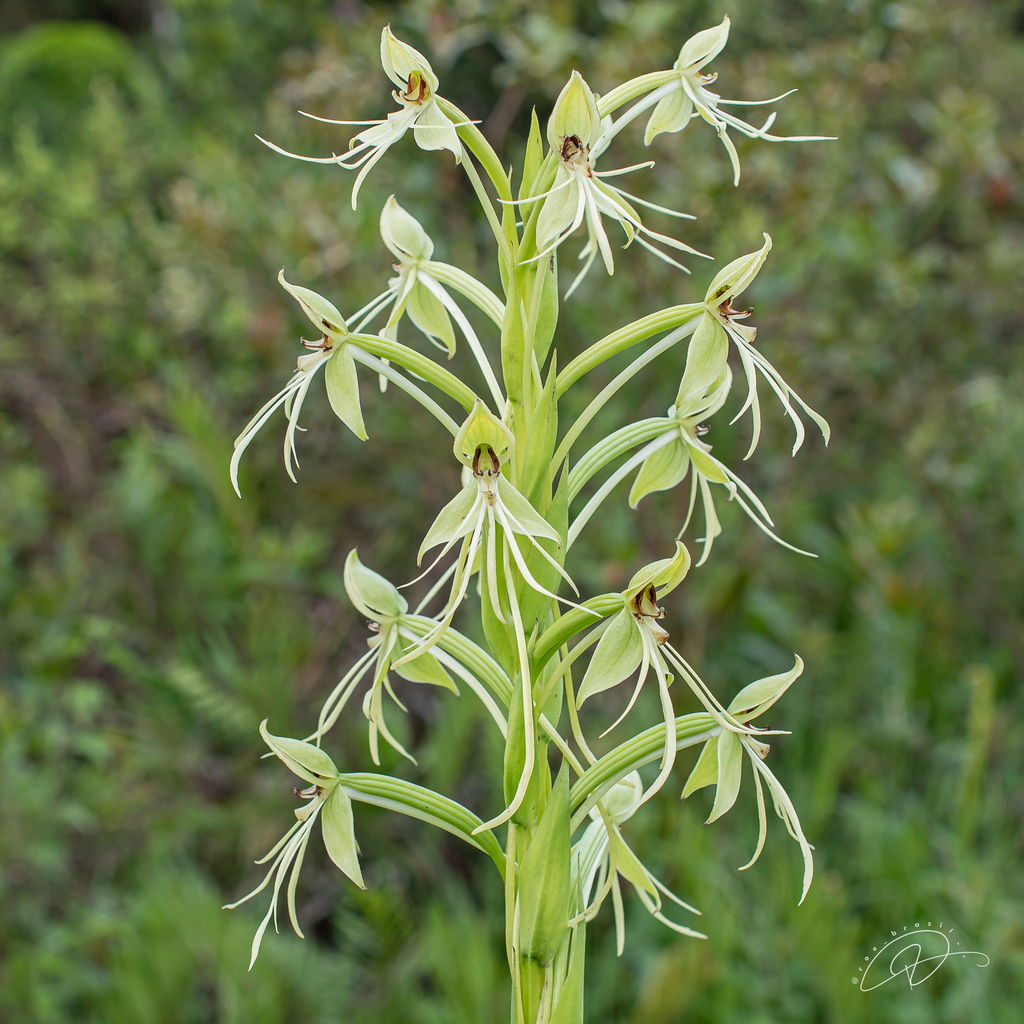 Habenaria paulistana