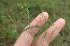 Euthamia gymnospermoides