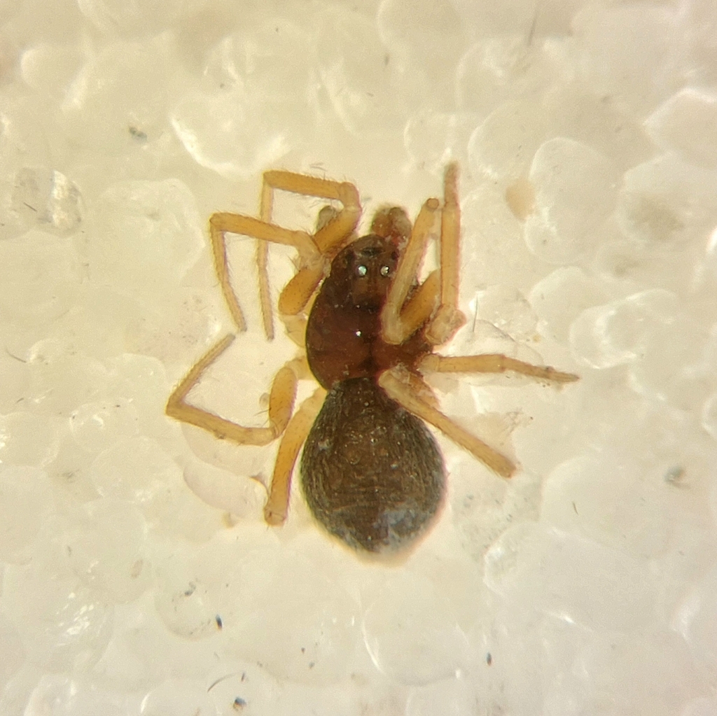 Diplocephalus subrostratus