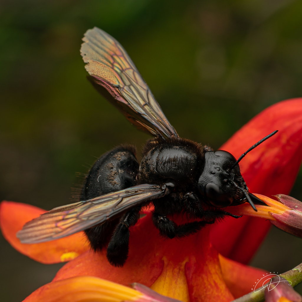 Xylocopa artifex
