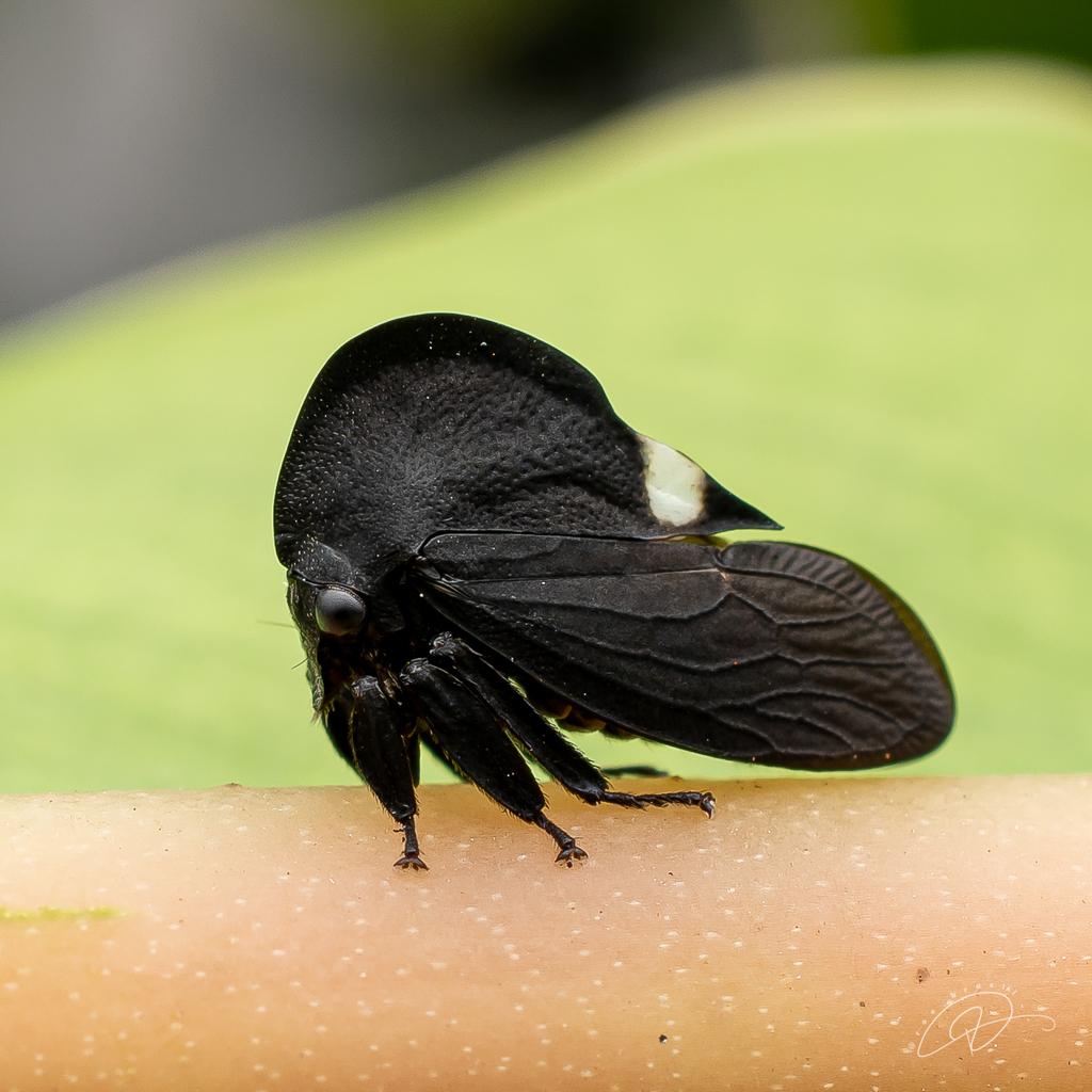 Membracis nigra