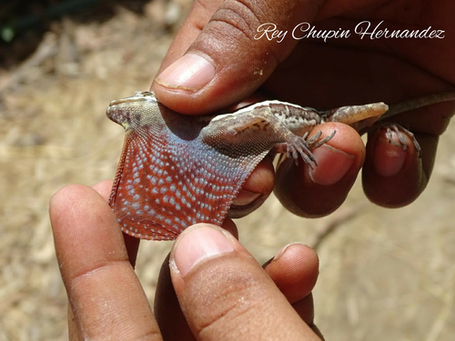 Taylor's Anole