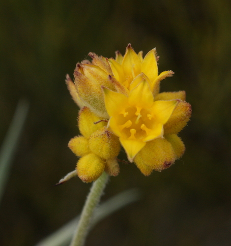Conostylis tomentosa