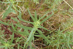 Iva angustifolia
