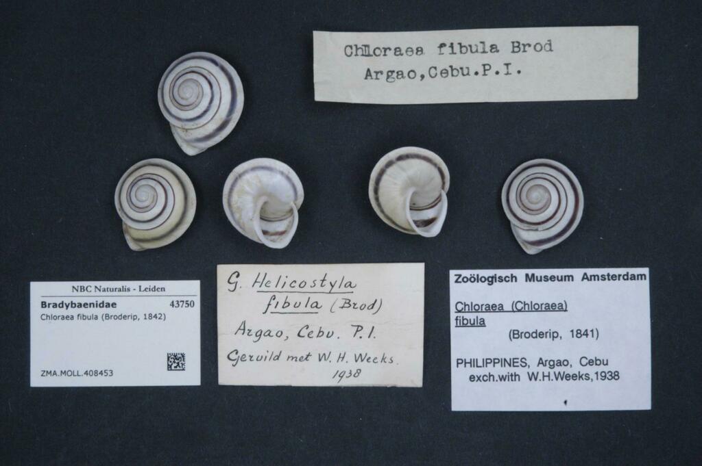 Chloraea fibula