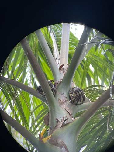 Coastal Carpet Python sighting