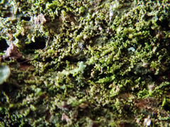 Metalejeunea cucullata