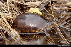 Kinosternon subrubrum subrubrum