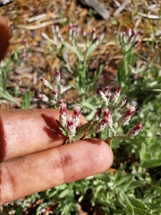 Antennaria geyeri