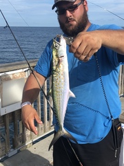 Scomberomorus maculatus