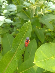 Tetraopes melanurus