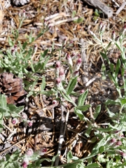 Antennaria geyeri