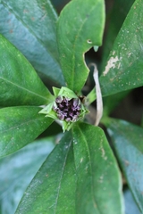 Daphne papyracea, photograph author not stated, no rights reserved