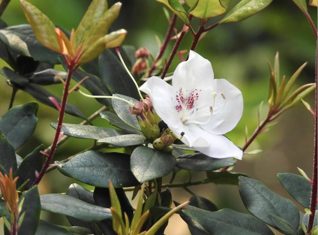 Hong Kong Azalea