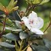 Rhododendron hongkongense - Photo (c) Alan Kwok (King Lun), Ada Tai (Ah Heung), μερικά δικαιώματα διατηρούνται (CC BY-NC), uploaded by Alan Kwok (King Lun), Ada Tai (Ah Heung)