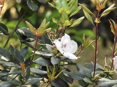 Rhododendron hongkongense