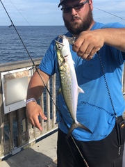 Scomberomorus maculatus