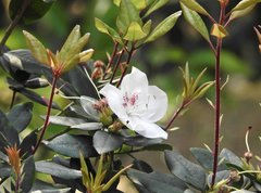 Rhododendron hongkongense