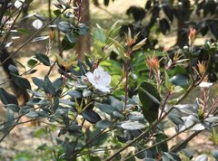 Rhododendron hongkongense