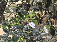 Rhododendron hongkongense