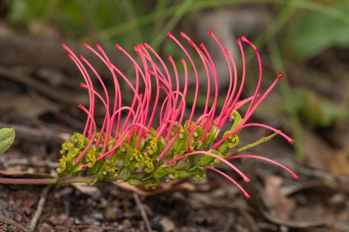 Grevillea goodii