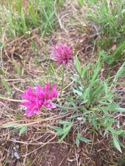Trifolium attenuatum