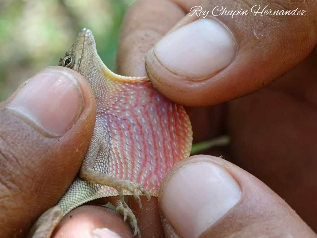 Pacific Anole