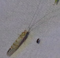 Nectopsyche exquisita