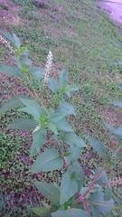 Phytolacca americana
