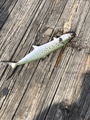 Scomberomorus maculatus