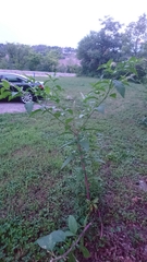 Phytolacca americana