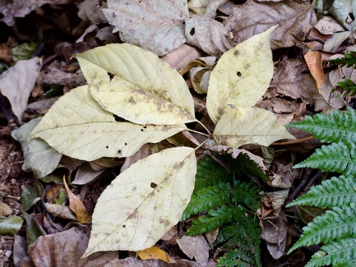 Chengiopanax sciadophylloides, photograph 3