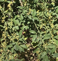 Ceanothus integerrimus macrothyrsus