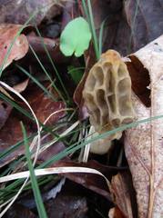 Morchella diminutiva
