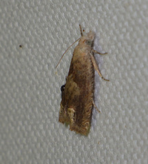 Eucosma cana