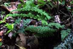 Myriopteris microphylla