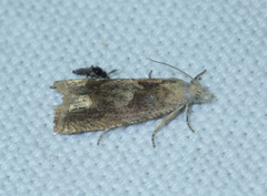 Eucosma cana