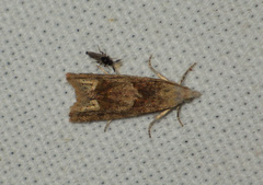 Eucosma cana
