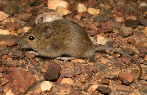 Western Chestnut Mouse (Pseudomys nanus) — Least Concern Mammalia