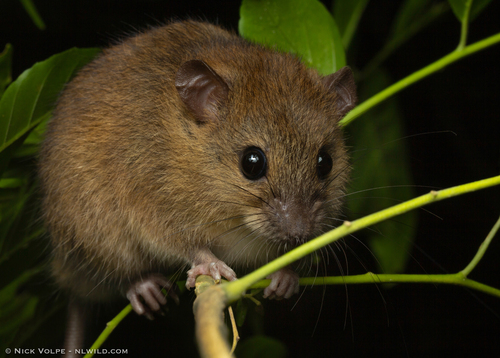 Grassland Melomys (Melomys burtoni) — Least Concern Mammalia