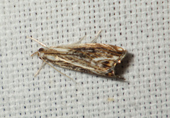 Catoptria verellus