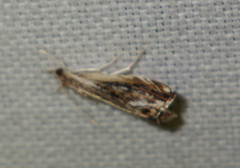 Catoptria verellus