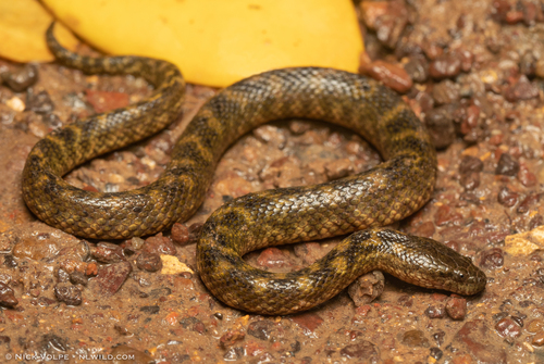 Richardson's Mangrove Snake