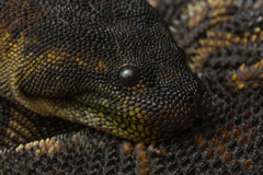 Arafura Filesnake photo 2
