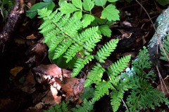 Myriopteris microphylla