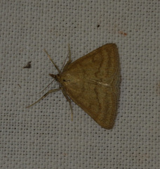Psammotis pulveralis