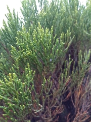 Veronica cupressoides