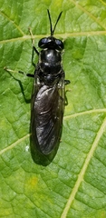 Hermetia illucens