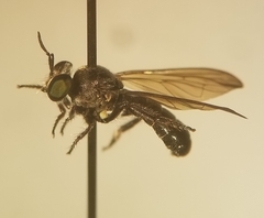 Cerotainia macrocera