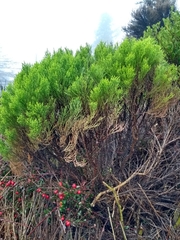 Veronica cupressoides